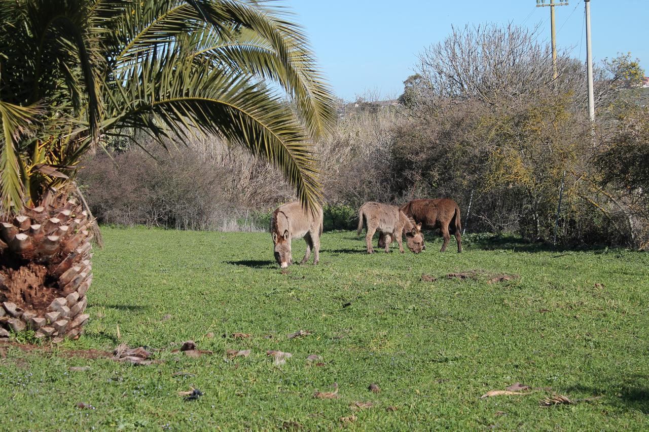 Agriturismo Su Recreu Ittiri Luaran gambar